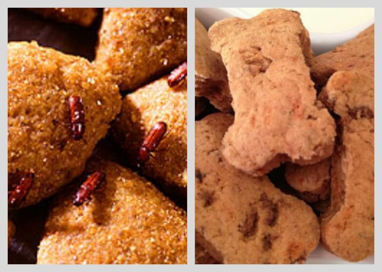 Какие насекомые становятся «непрошеными гостями» - Хлебные точильщики