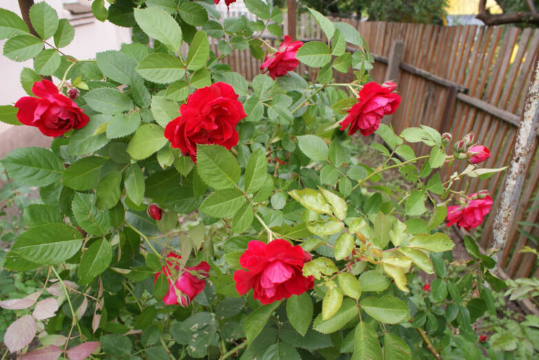 Плетистые розы: описание, фото и список сортов