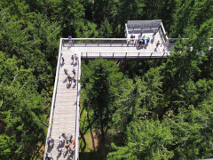 Смотровая площадка Treetop Walkway