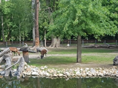 Лесопарк Америка